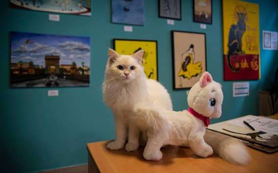 Boedapest: Kattenmuseum Boedapest toegangsbewijs