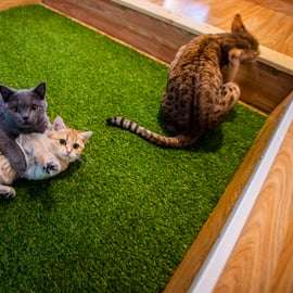 Boedapest: Kattenmuseum Boedapest toegangsbewijs