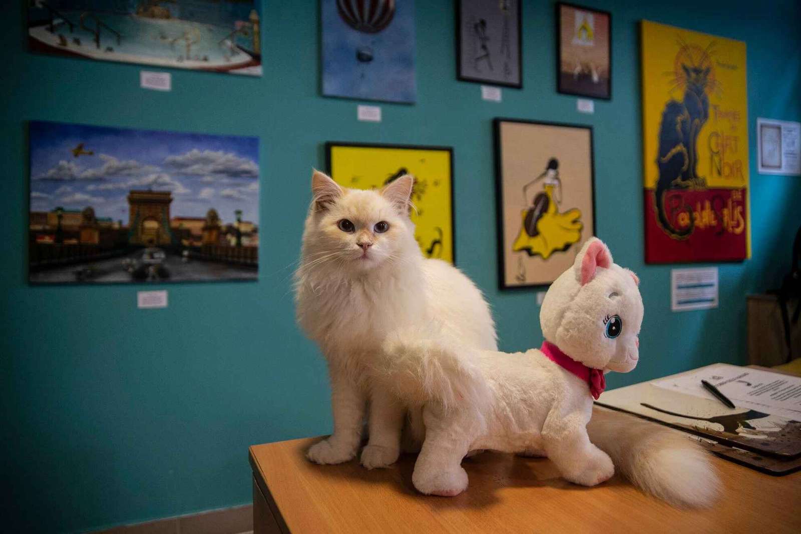 Boedapest: Kattenmuseum Boedapest toegangsbewijs