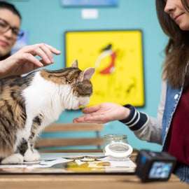 Boedapest: Kattenmuseum Boedapest toegangsbewijs